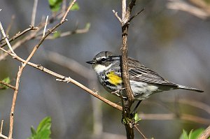 Warbler, Yellow-rumped, 2017-05075207 Parker River NWR, MA